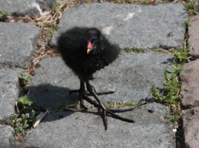 Teichrallenkken / Moorhen chick