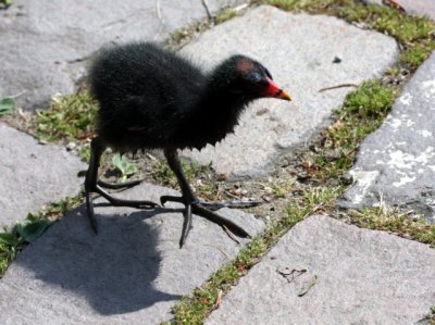 Teichrallenkken / Moorhen chick