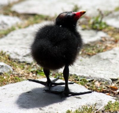 Teichrallenkken / Moorhen chick