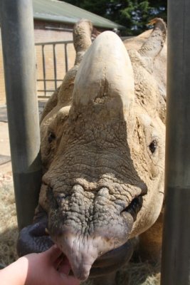 Panzernashorn / Asian Rhino