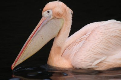 A wonderful bird is the pelican...