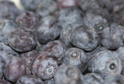 Blaubeeren / blueberries