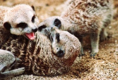 spielende Erdmnnchen / meerkats playing