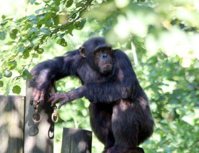 ... behold the Chimpanzee...
