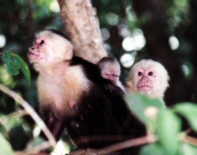 Kapuzineraffen / capuchin monkeys