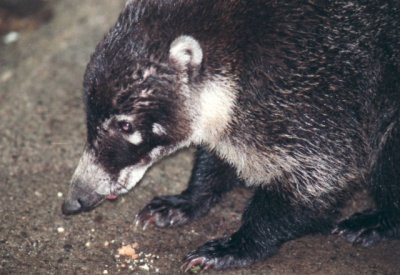 Weißrüssel-Nasenbär / white-nosed coati