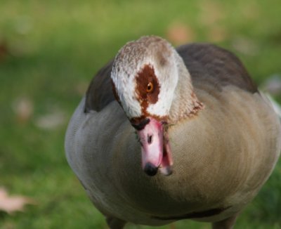 Nilgans / Egyptian goose