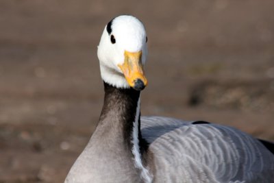 Streifengans / bar-headed goose