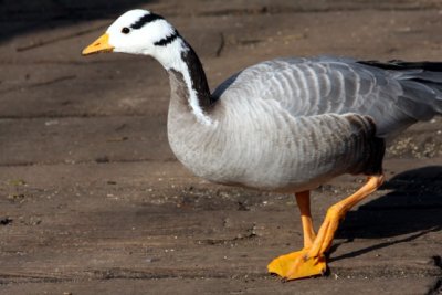 Streifengans / bar-headed goose