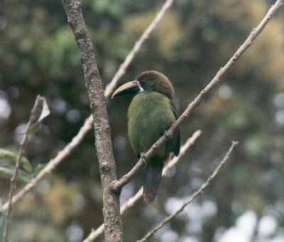 Laucharassari / emerald toucanet