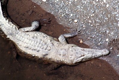 Spitzkrokodil / American crocodile
