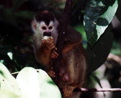 Totenkopfäffchen / squirrel monkey