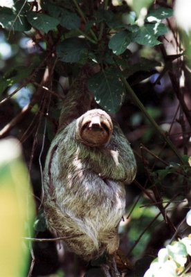 Dreizehenfaultier / three-toed sloth