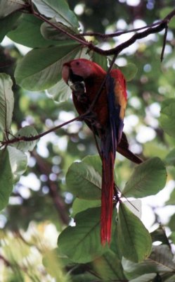 hellroter Ara / scarlet macaw