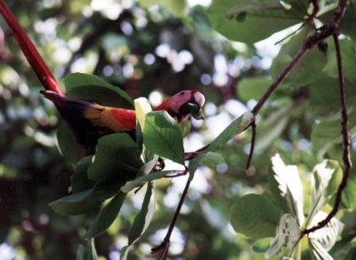 hellroter Ara / scarlet macaw