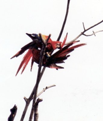 hellrote Aras / scarlet macaws