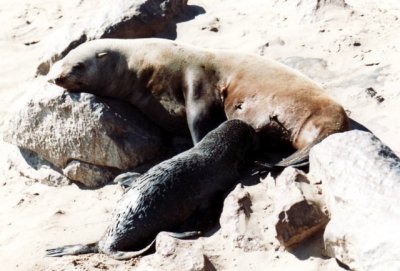 Seebr / fur seal - suckling