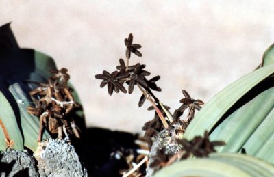 Welwitschia - male plant