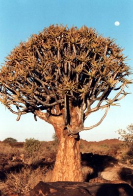 Kcherbaum / quiver tree