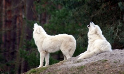 heulende Wölfe / howling wolves