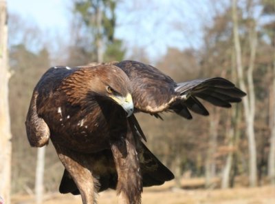 Attila, der Steinadler / Attila, the golden eagle