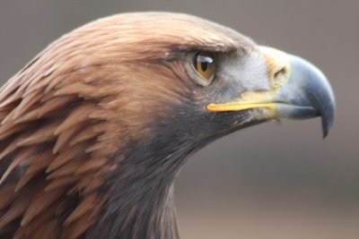 Taiga, das Steinadler-Weibchen / Taiga, the female golden eagle