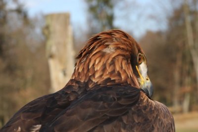 Taiga, das Steinadler-Weibchen / Taiga, the female golden eagle