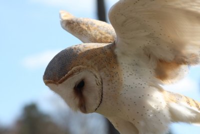 Schleiereule / barn owl