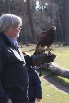 John and the harris hawk