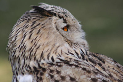 Sibirischer Uhu / Eurasian eagle owl
