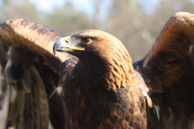 Attila, der Steinadler / Attila, the golden eagle