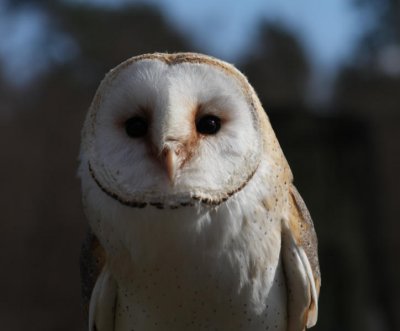 Schleiereule / barn owl