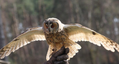 Waldohreule / long-eared owl