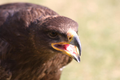 Steppenadler / steppe eagle