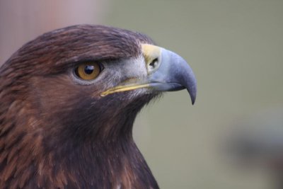 Attila, der Steinadler / Attila, the golden eagle