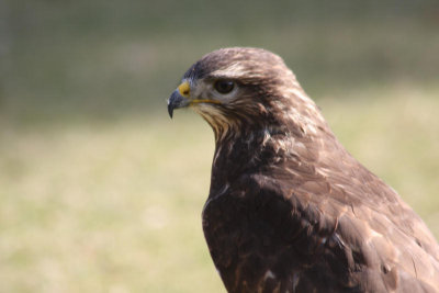 Bussard / buzzard