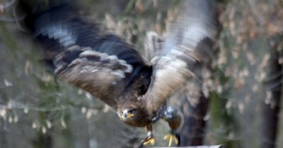 Steppenadler / steppe eagle