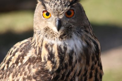Europäischer Uhu / eagle owl