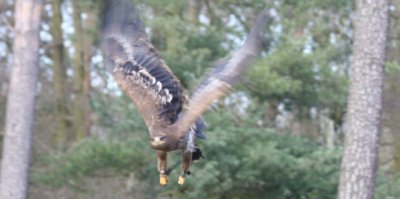 Steppenadler / steppe eagle