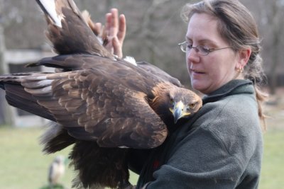 Eagle in love