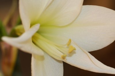 ... the Lily white shall in love delight... 