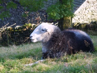 Herdwick sheep, Lake District