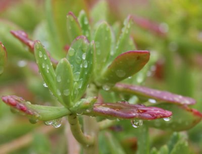 after the rain