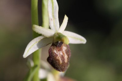 Spinnen-Ragwurz / early spider-orchid