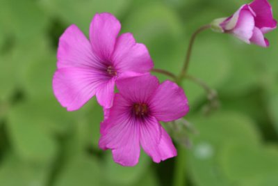 Sauerklee / wood-sorrel (Oxalis)