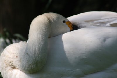 Zwergschwan / Bewick's swan