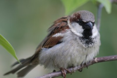 Spatz / sparrow