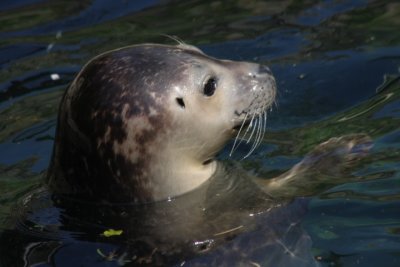 Seehund / seal