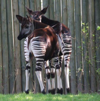stripy backsides - Okapis
