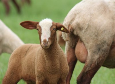 Lamm / lamb